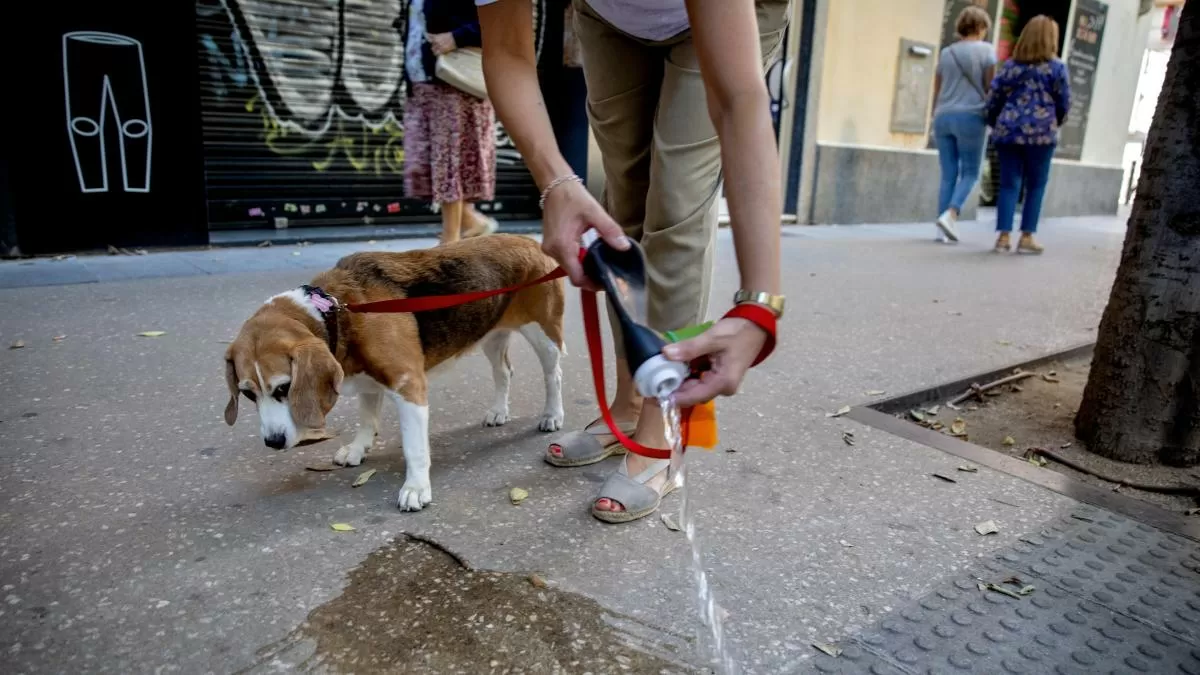 Guía para no bajarse en las nuevas infracciones y multas más altas de la ordenanza del civismo