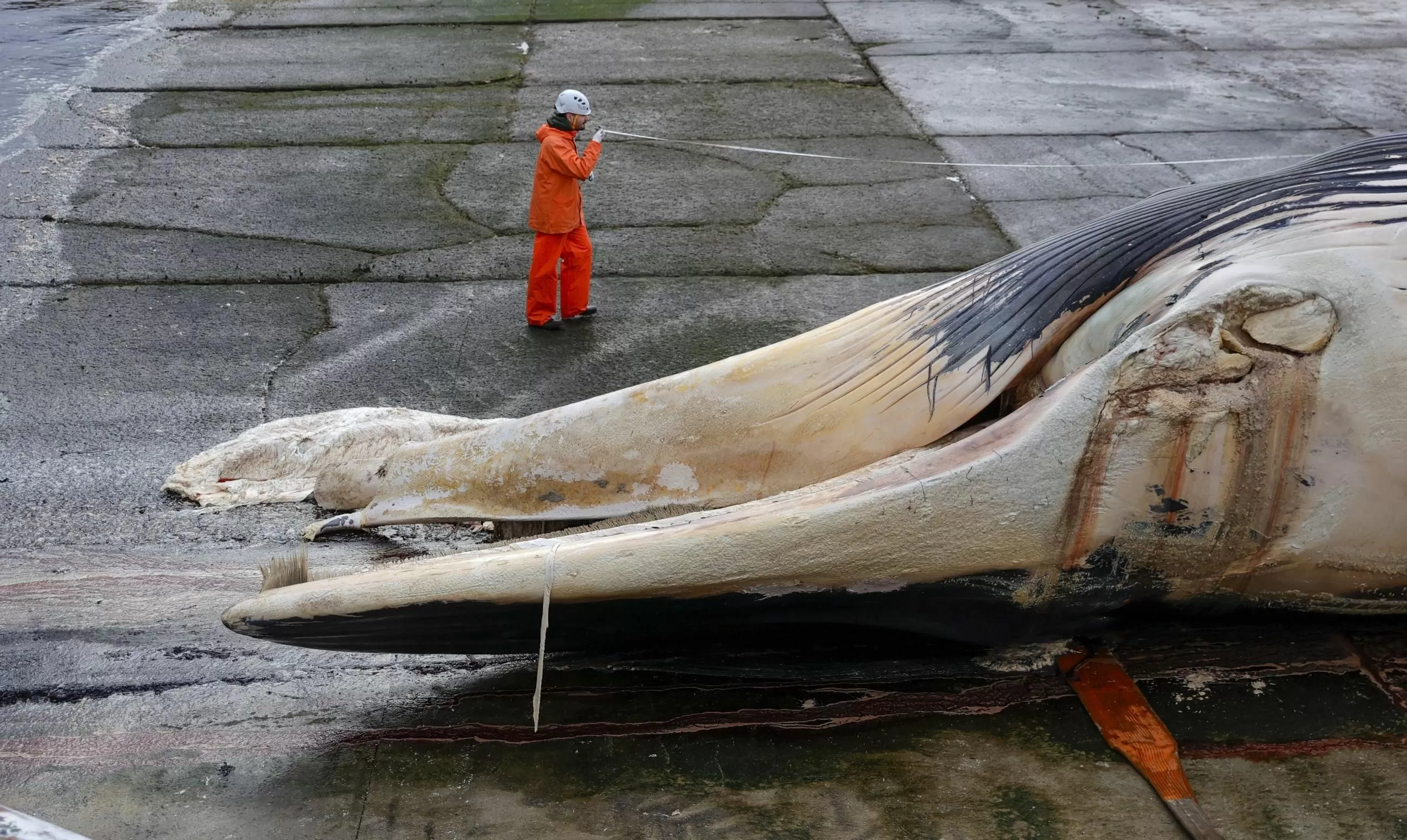 Aparece el cadáver de una ballena de 21 metros en la costa de La Coruña: así han separado el cadáver