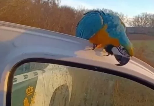 El influencer Marcos oscuro, 'El chico de las aves', recupera sus cuatro guacamayos robados el 28 de noviembre