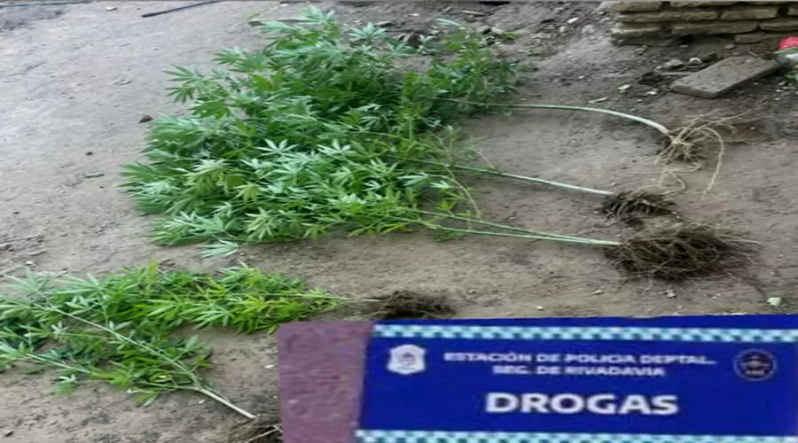 Operativo policial: Secuestro de marihuana en San Mauricio