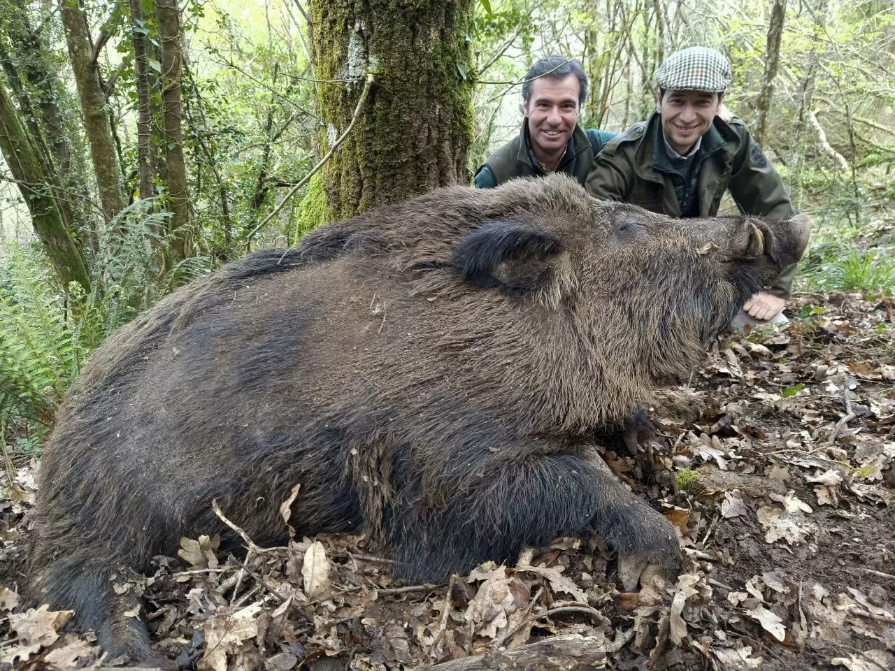 Los 'vakamulos', los superjabalíes de incluso 200 kilos que cada momento se ven más en Galicia: "Es como si estuvieran todo el día en el gimnasio"