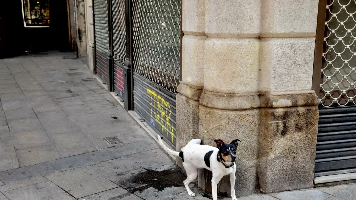 La nueva ordenanza del civismo de Barcelona entrará en afectación el 15 de febrero