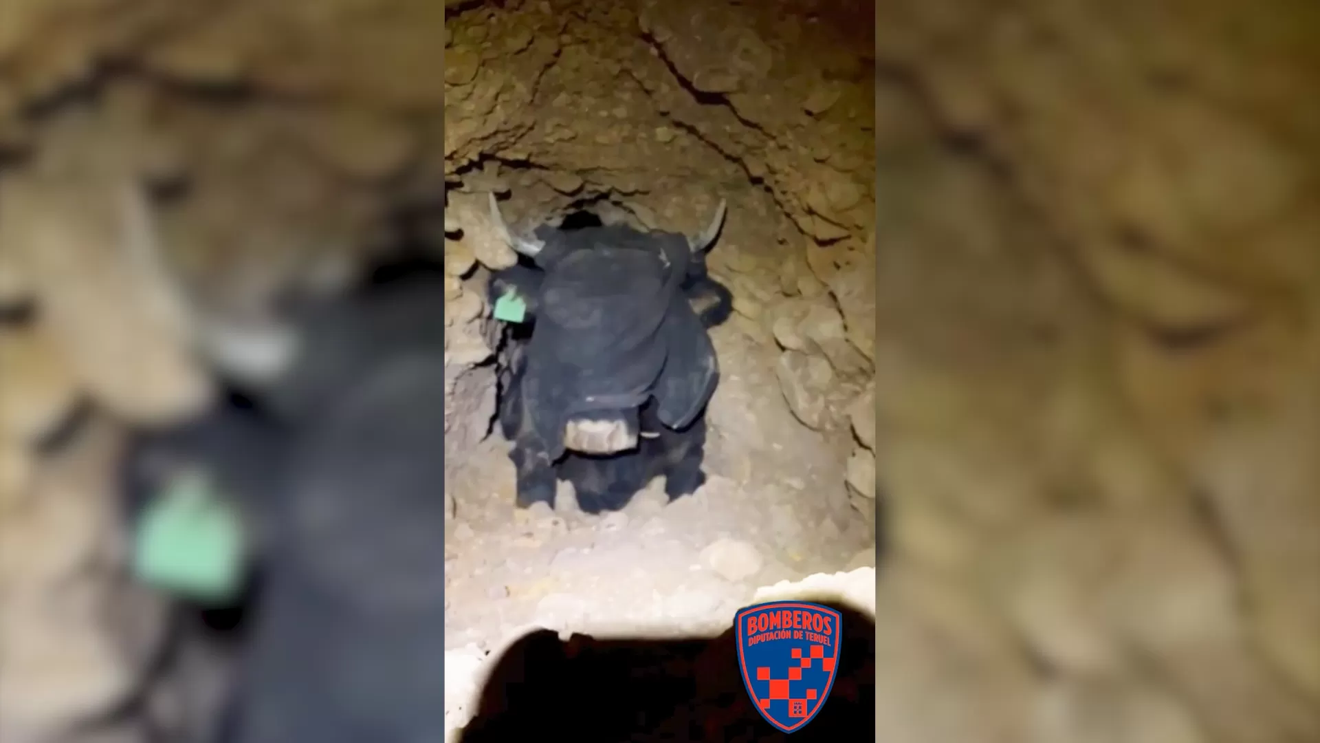 Recurren a maquinaria pesada para liberar a pincho vaca atrapada en pincho acequia bajo tierra