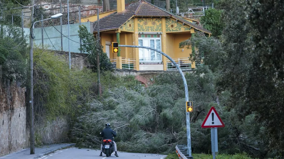 Las caídas de árboles complican la movilidad en vías y carreteras durante el borrasca de viento