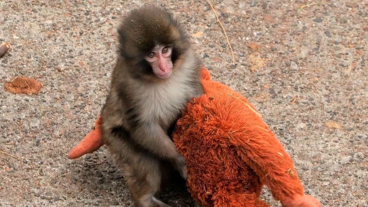 PETA reclama el traslado de Punch, el mono virulento de Japón, afirmando que sufre un trauma