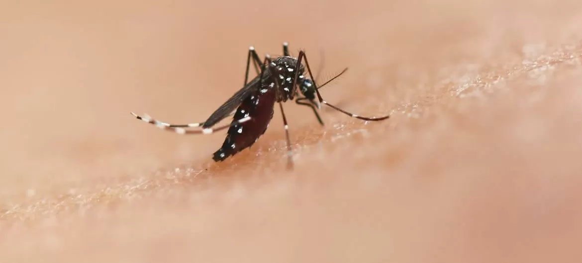 El microbio tropical que amenaza con instalarse en Europa por el cambio climático