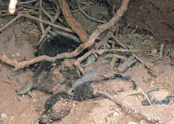 El viernes se realiza la audiencia preliminar por la exterminamiento de pingüinos en Punta Tombo