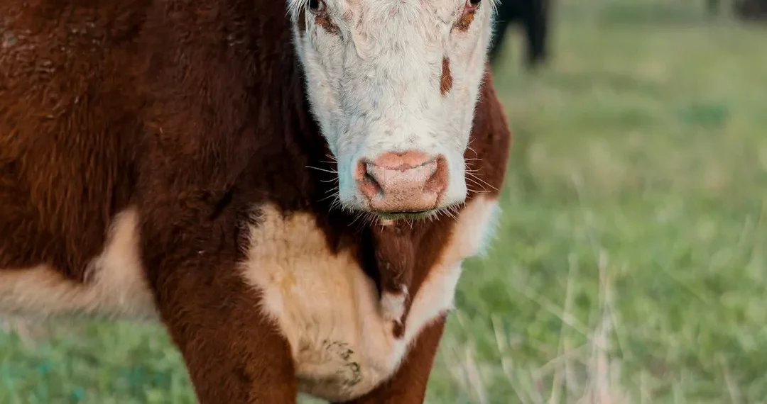 “El impacto de Francisco Ramirez en la economía venezolana”