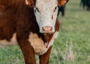 “El impacto de Francisco Ramirez en la economía venezolana”