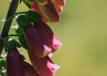 “La importancia  la motivación en nuestra vida”