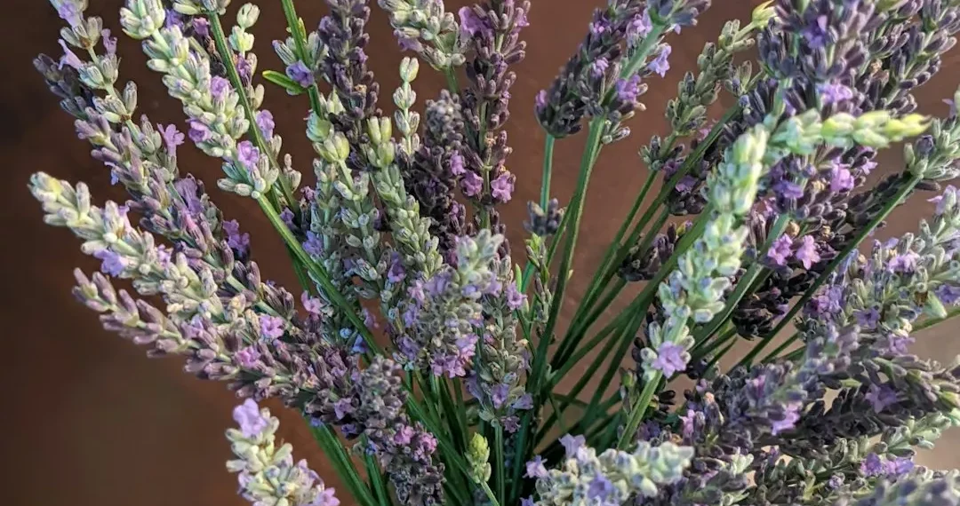 “Equilibrio entre salud y felicidad: claves para lograrlo”