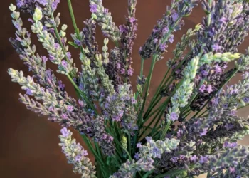 “Equilibrio entre salud y felicidad: claves para lograrlo”