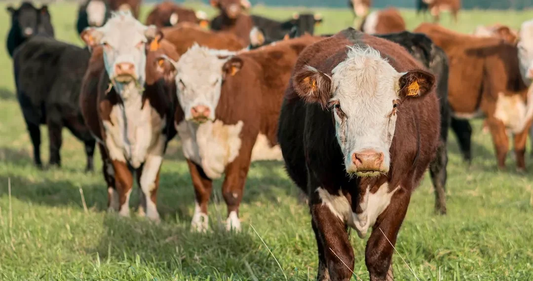 “Desmitificando la Economía: Entendiendo su impacto en nuestra vida”