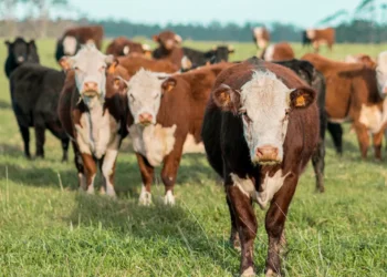 “Innovación emprendedora en la economía moderna”