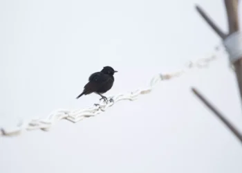 “La importancia de cuidar nuestra salud”