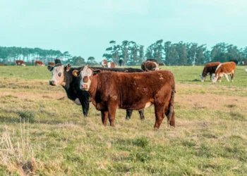 “Crisis económicas: desafíos y soluciones para el bienestar”