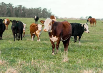 “La Economía: Impacto en la Sociedad y el Desarrollo”