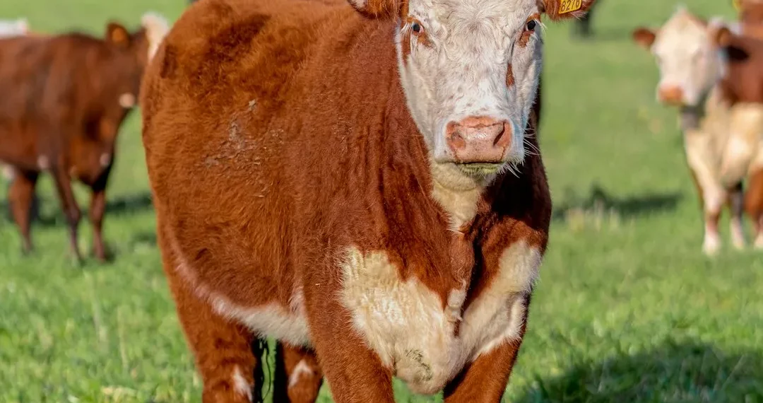 “Economía: Ciencia clave para el progreso social”
