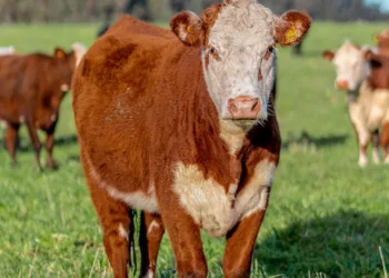 “Economía: Ciencia clave para el progreso social”