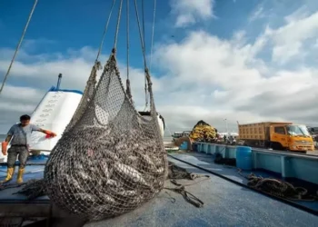 Redefiniendo la pesca sostenible: 11 reglas para contener el colapso de los océanos