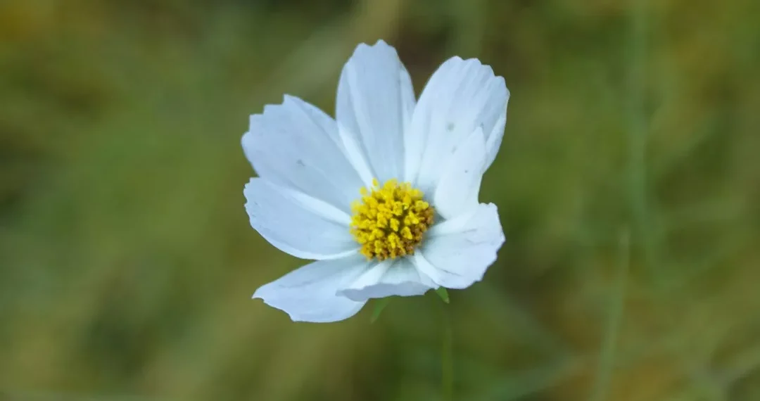 “El equilibrio: clave para una vida plena”