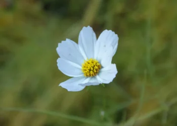 “El equilibrio: clave para una vida plena”