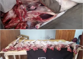  Intervención policial por una carga de corderos faenados