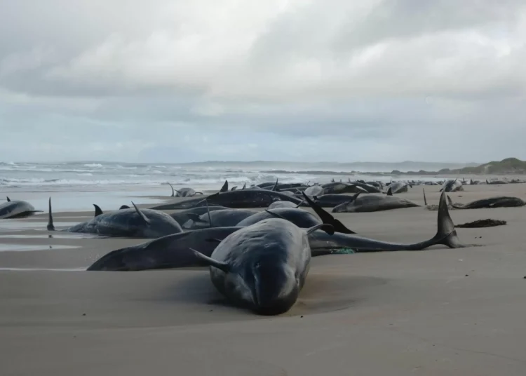 Más de 150 ballenas quedan varadas en una playa de Australia