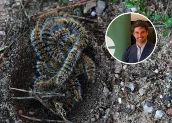 Emilio GMonclús, veterinario, sobre la procesionaria: “El gato es más timorato, previsor y cauto”