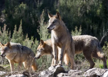 El lobo ibérico pierde la protección al antorcha del Duero y se podrá volver a cazar