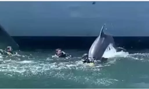 El delfín ‘Manoliño’ reaparece en Galicia jugueteando con los buceadores de El Ferrol