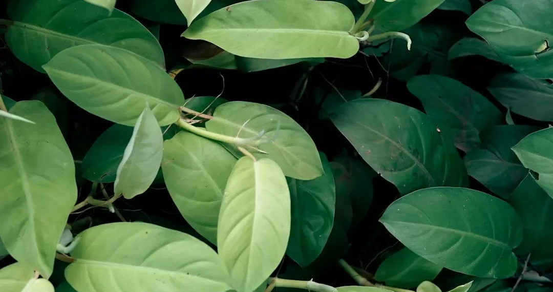 “El medio ambiente: una preocupación global y urgente”