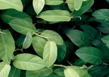 “El medio ambiente: una preocupación global y urgente”