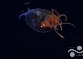 Primeras imágenes en vivo del calamar colosal