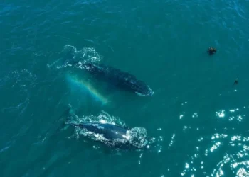 El fenómeno aguado que convierte a Camarones en un santuario para aves, ballenas y peces
