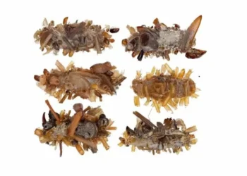 Descubren espina nueva oruga que se viste y decora su casa con restos de sus presas: “Son carroñeras, depredadoras y macabras”