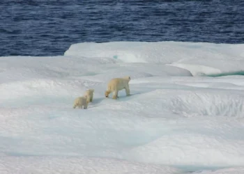 “La importancia de cuidar el medio ambiente”