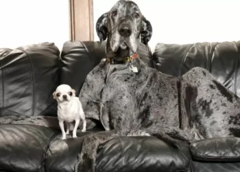 Los perros más grandioso y más pequeño del mundo se reúnen en Estados Unidos