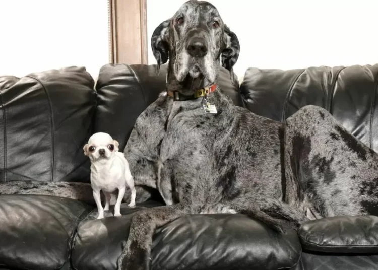 Los perros más grandioso y más pequeño del mundo se reúnen en Estados Unidos