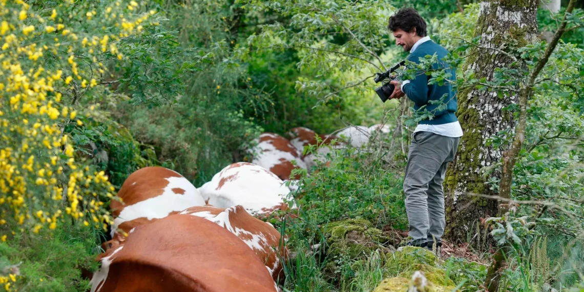 Mueren 27 vacas al ser alcanzadas por un rayo en Galicia