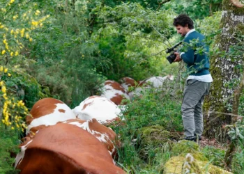 Mueren 27 vacas al ser alcanzadas por un rayo en Galicia