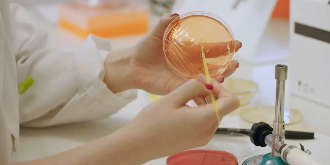 Los efectos de pincho bacteria sobre la inmunidad innata abren pincho vía para prevenir la obesidad