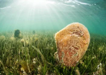 Hallados dos ejemplares de nacra en borrasca crítico de extinción en aguas ceutíes