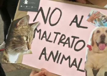 Desde el escuela de Abogados se busca reforzar el asesoramiento ante casos de maltrato animal
