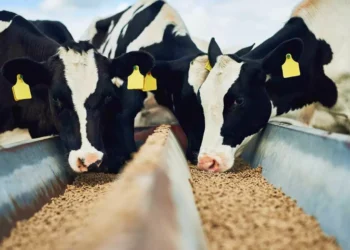 Muere una mujer de 61 años tras ser embestida por dos reses