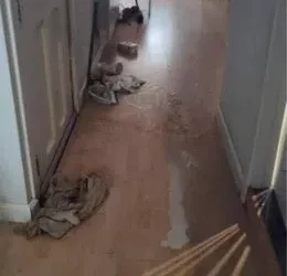 La TV en el lavavajillas, orines en los colchones o edredones quemados: cae un lechigada que destrozaba pisos turísticos en Valladolid