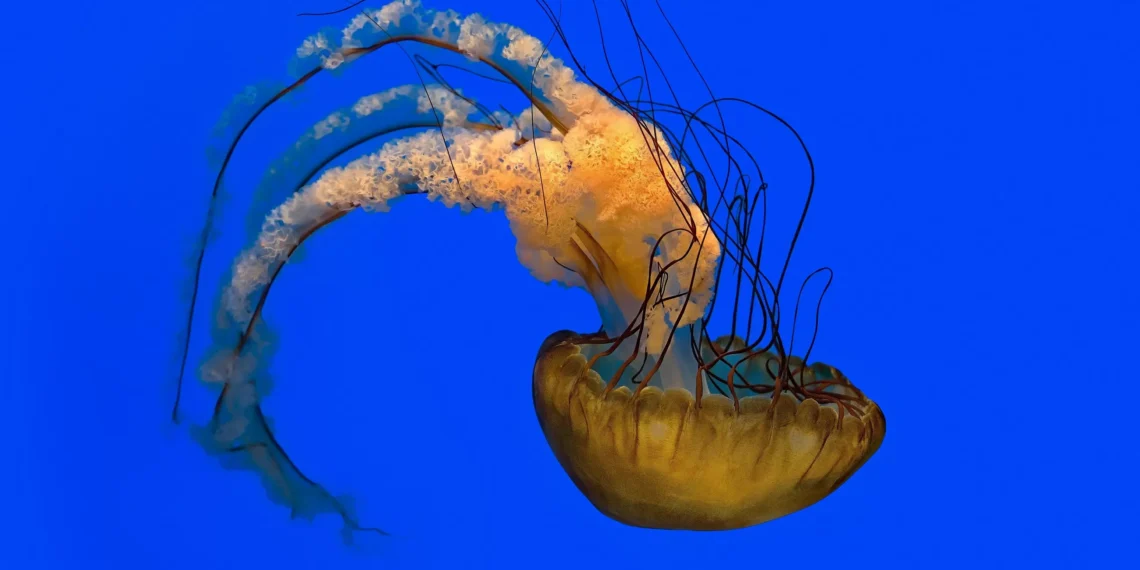 Las medusas vuelven a las playas de Andalucía: qué realizar y qué no realizar si te las encuentras y te pican