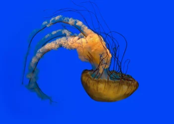 Las medusas vuelven a las playas de Andalucía: qué realizar y qué no realizar si te las encuentras y te pican