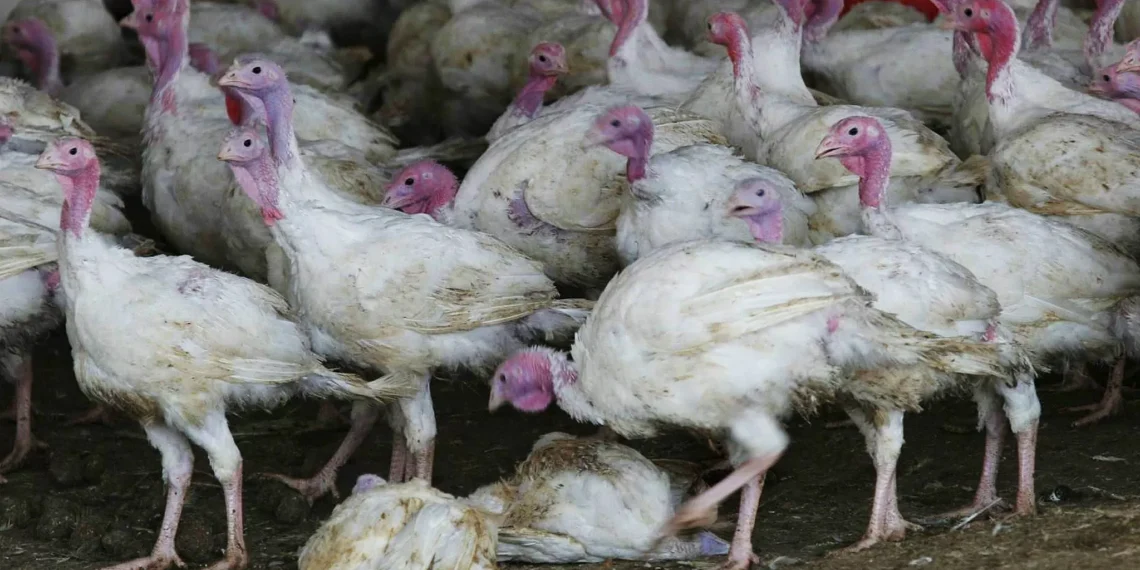 Declarado un foco de gripe aviar en una masía de pavos en Badajoz