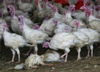 Declarado un foco de gripe aviar en una masía de pavos en Badajoz